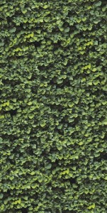 Dekorfliesen grüne Blätter Casalgrande Padana Limpha Arborea 120x240 6,5mm