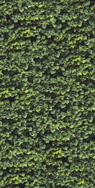 Plytki dekor zielone liście Casalgrande Padana Limpha Arborea 120x240 6,5mm 168414