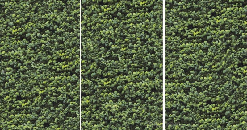 Plytki dekor zielone liście Casalgrande Padana Limpha Arborea 120x240 6,5mm 168416