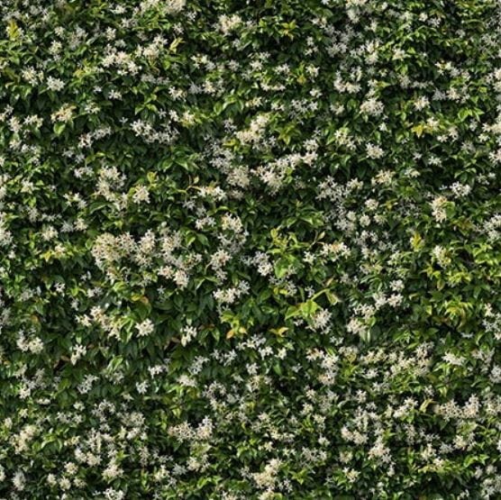 Płytki dekor zielone liście Casalgrande Padana Limpha Gelsomino 120x240 6,5mm 168420